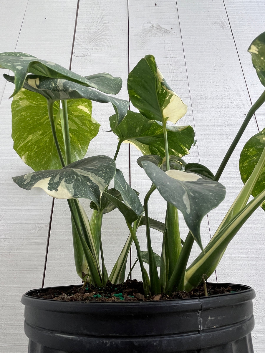 Monstera 'Thai' Constellation - 10 inch