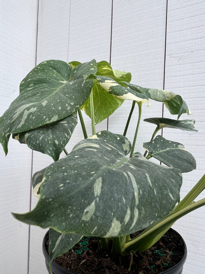 Monstera 'Thai' Constellation - 10 inch