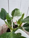 Philodendron 'White Princess' - 4 inch