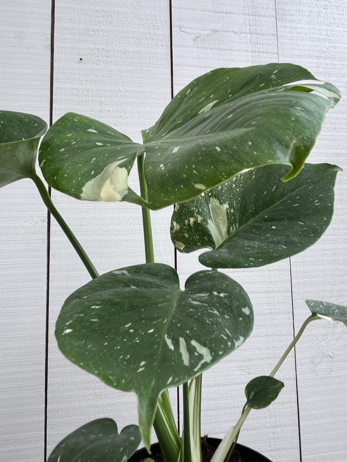 10 inch monstera Monstera 'Thai' Constellation - 10 inch