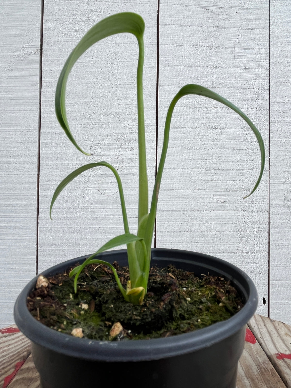 monstera dilacerata Monstera Dilacerata 'Burle Marx Flame' RARE! - 4 inch