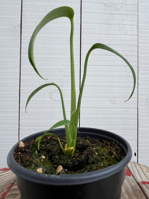 Monstera Dilacerata 'Burle Marx Flame' RARE! - 4 inch