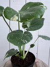 Monstera 'Thai' Constellation - 6 inch