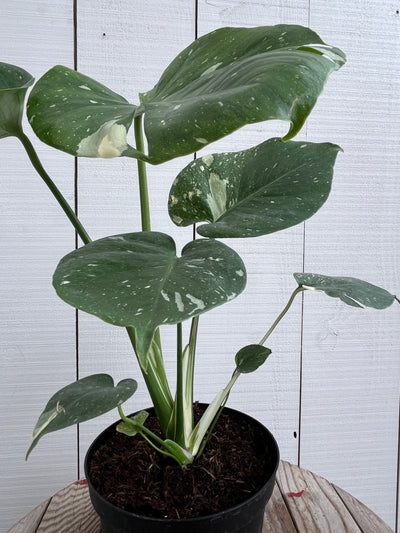 Monstera 'Thai' Constellation - 6 inch