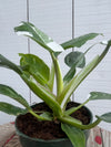 Philodendron 'White Princess' - 4 inch