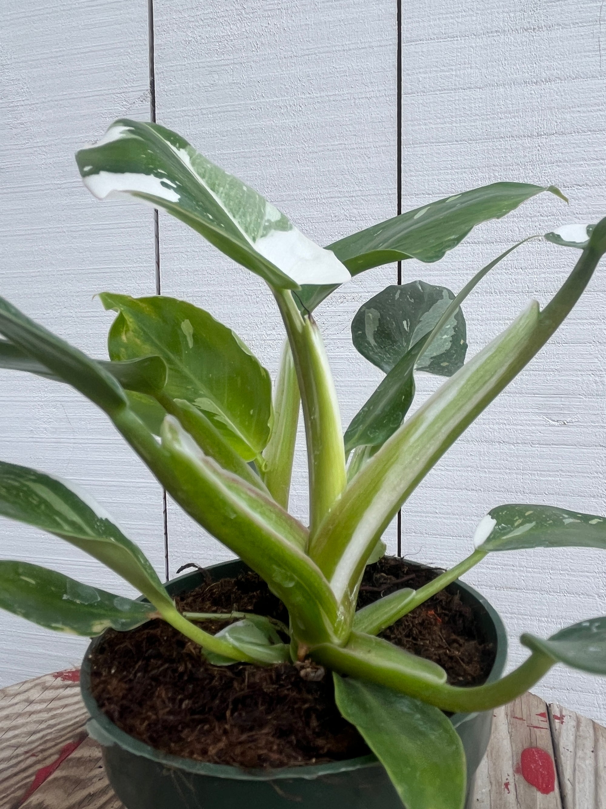 green and white philodendron Philodendron 'White Princess' - 4 inch