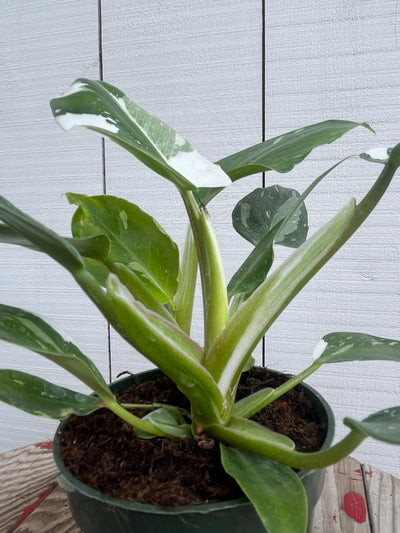 Philodendron 'White Princess' - 4 inch