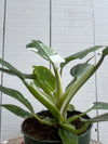 Philodendron 'White Princess' - 4 inch