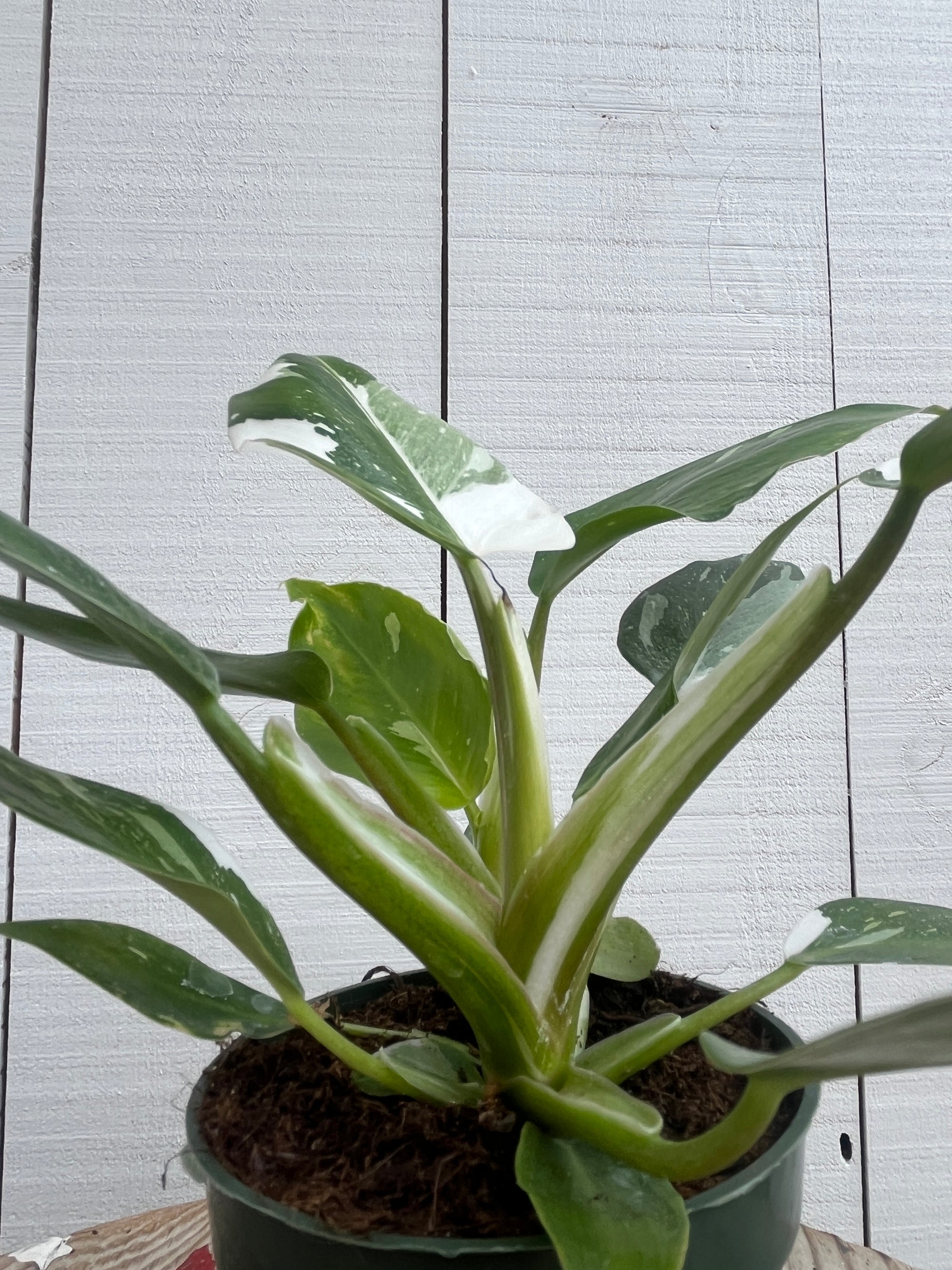 philodendron imperial green flower Philodendron 'White Princess' - 4 inch