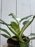 Philodendron 'White Princess' - 4 inch