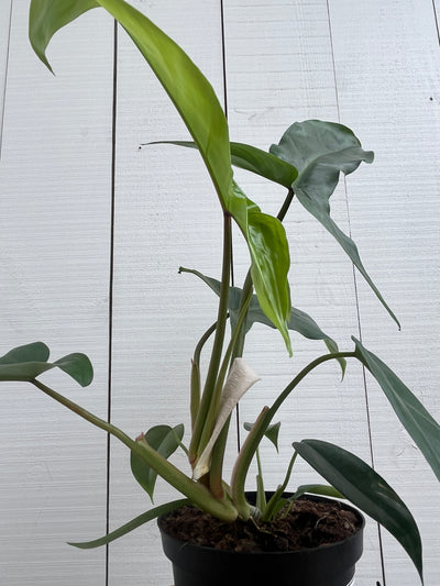 Philodendron 'Bette Waterbury' NEW! - 6 inch