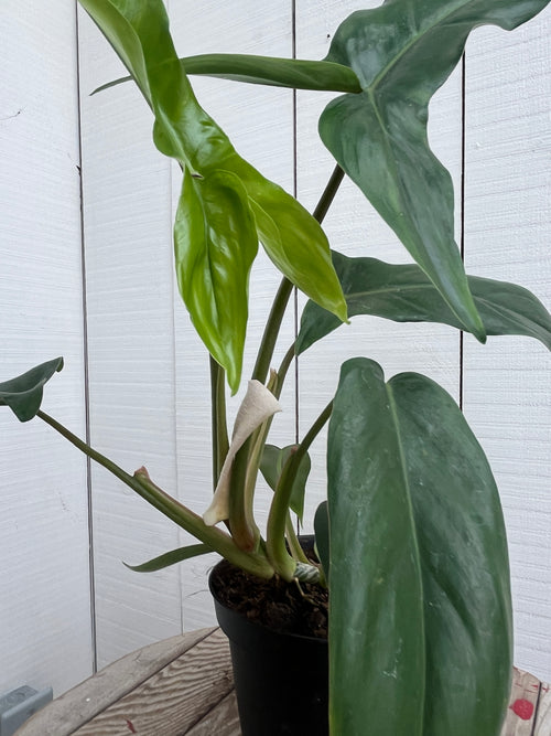 Philodendron 'Bette Waterbury' NEW! - 6 inch