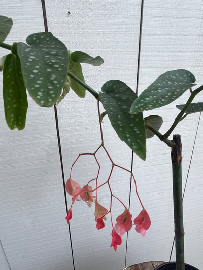 Begonia Tamaya 'Pink Perogola' - 4 inch