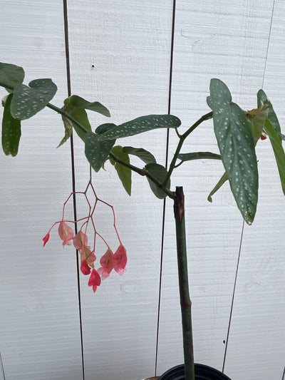 Begonia Tamaya 'Pink Perogola' - 4 inch