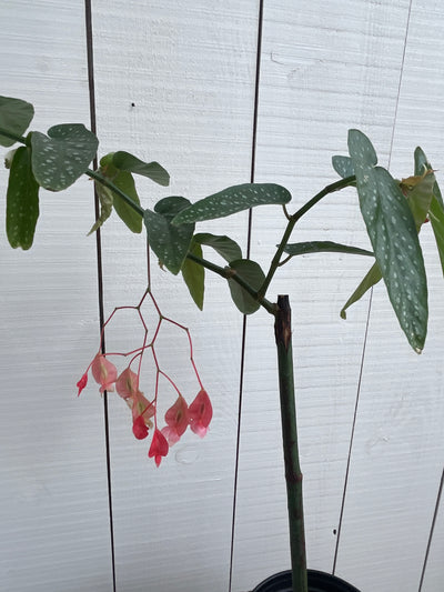 Begonia Tamaya 'Pink Perogola' - 4 inch