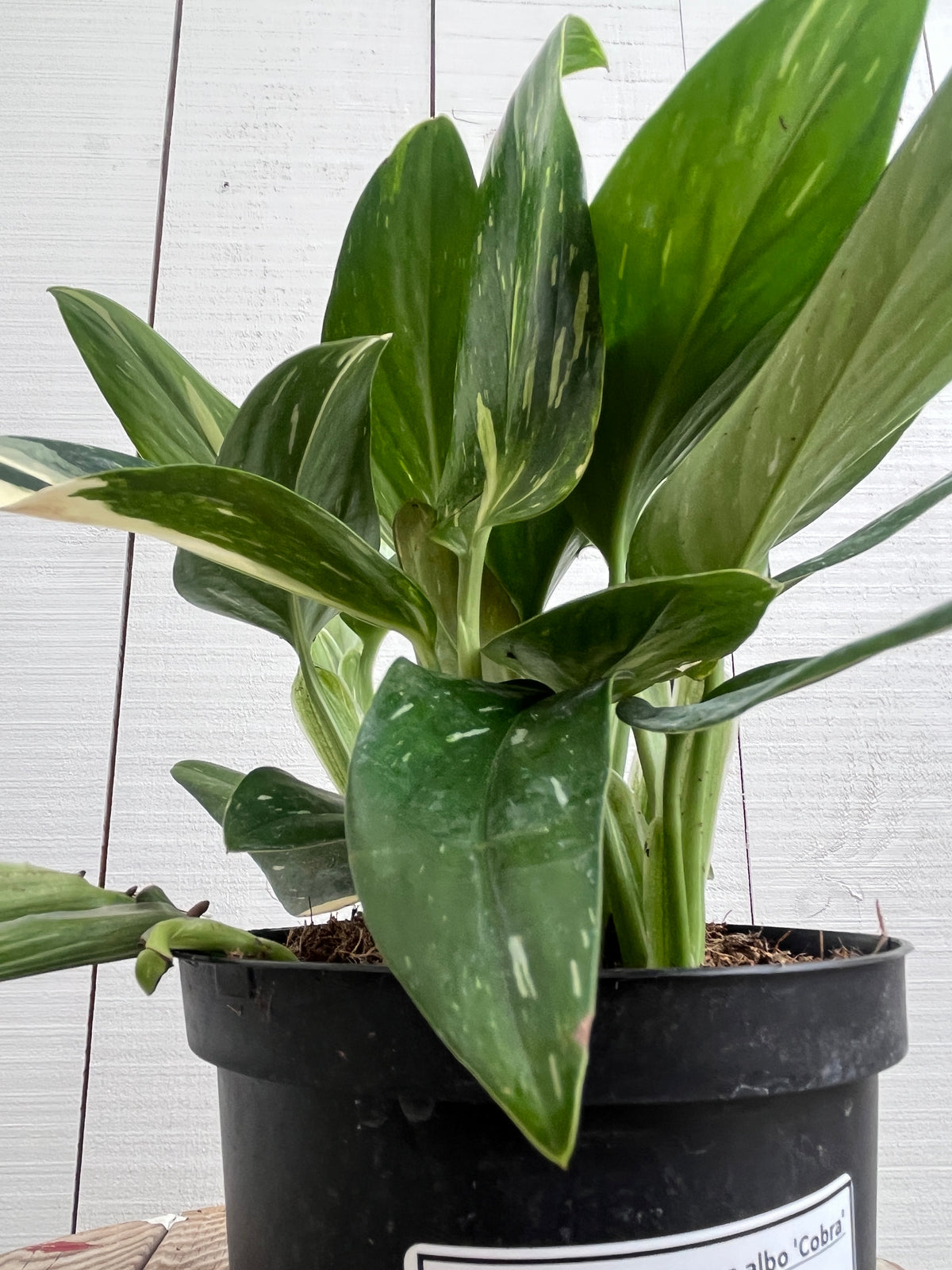 monstera cobra albo Monstera Standleyana Albo 'Cobra' - 6 inch