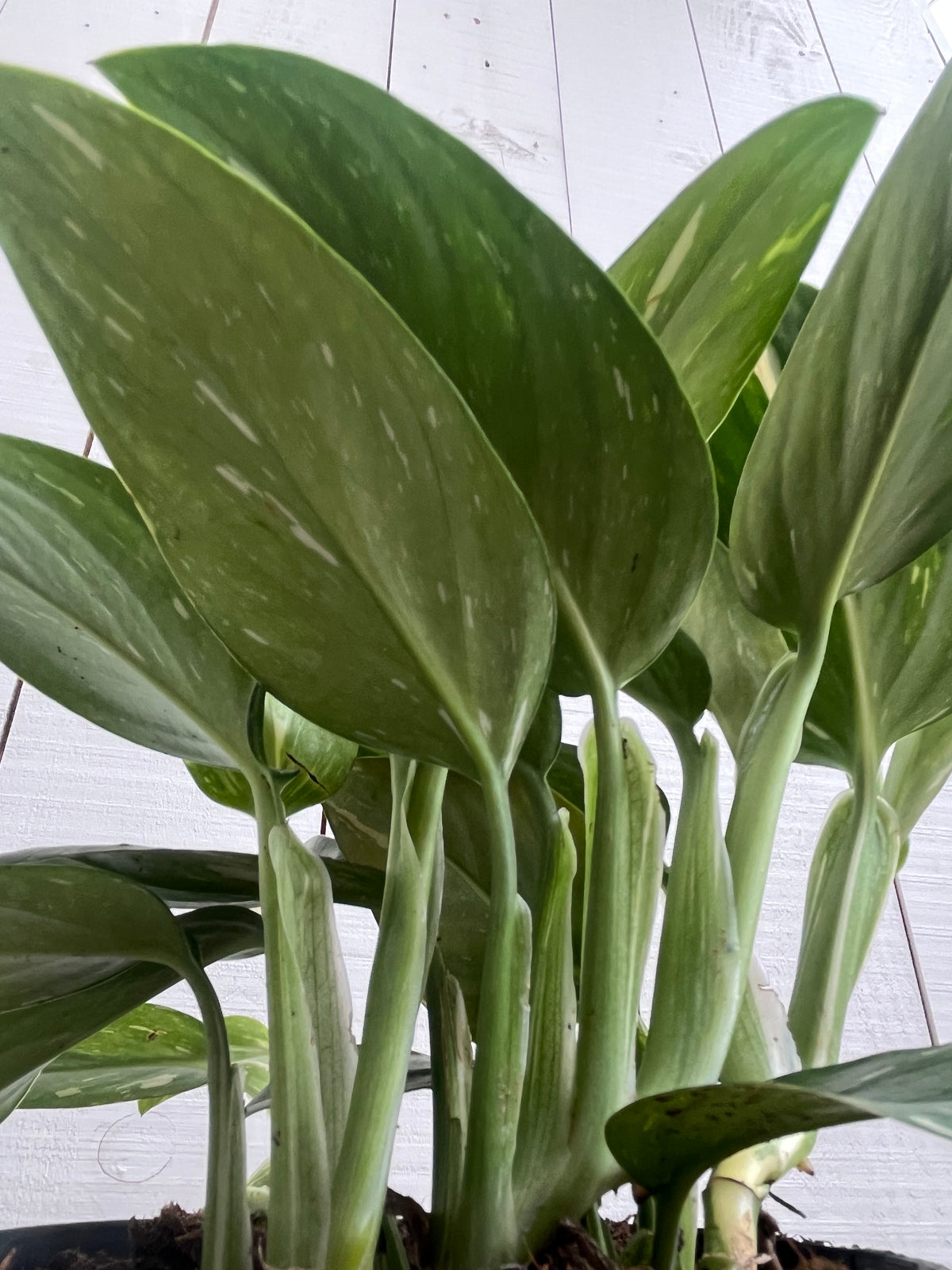 monstera cobra albo Monstera Standleyana Albo 'Cobra' - 6 inch