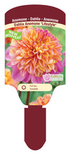 Dahlia Tubers  FOR PREBOOK!