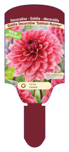 Dahlia Tubers  FOR PREBOOK!