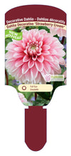 Dahlia Tubers  FOR PREBOOK!