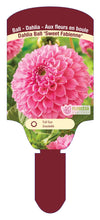 Dahlia Tubers  FOR PREBOOK!