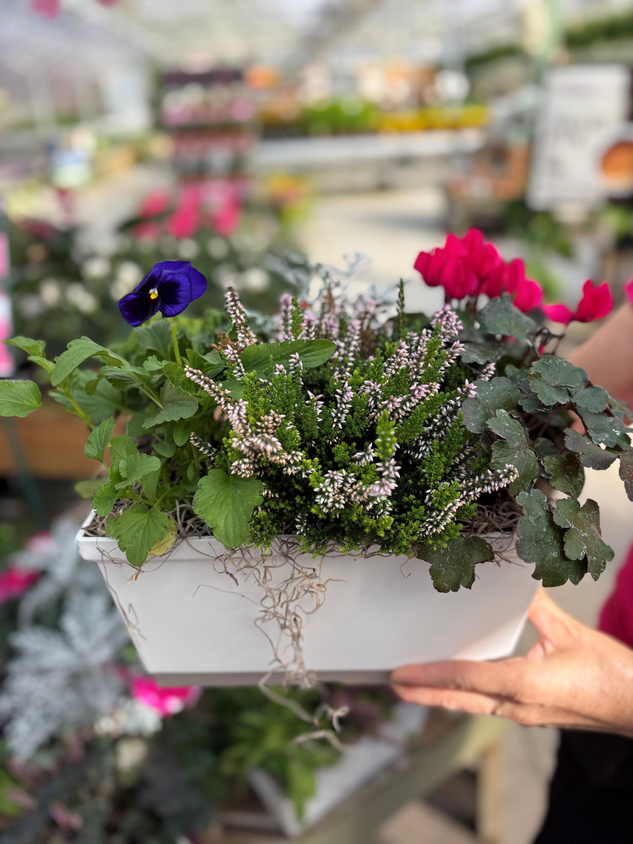 'Euro Flair- in Pink' Planter - a fundraiser for Breast Cancer Action Kingston