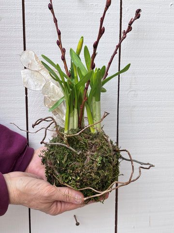 ZZ Plant Zamioculcus 'Chameleon' - 6 inch - Sun Harvest Greenhouses