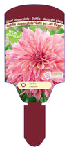 Dahlia Tubers  FOR PREBOOK!