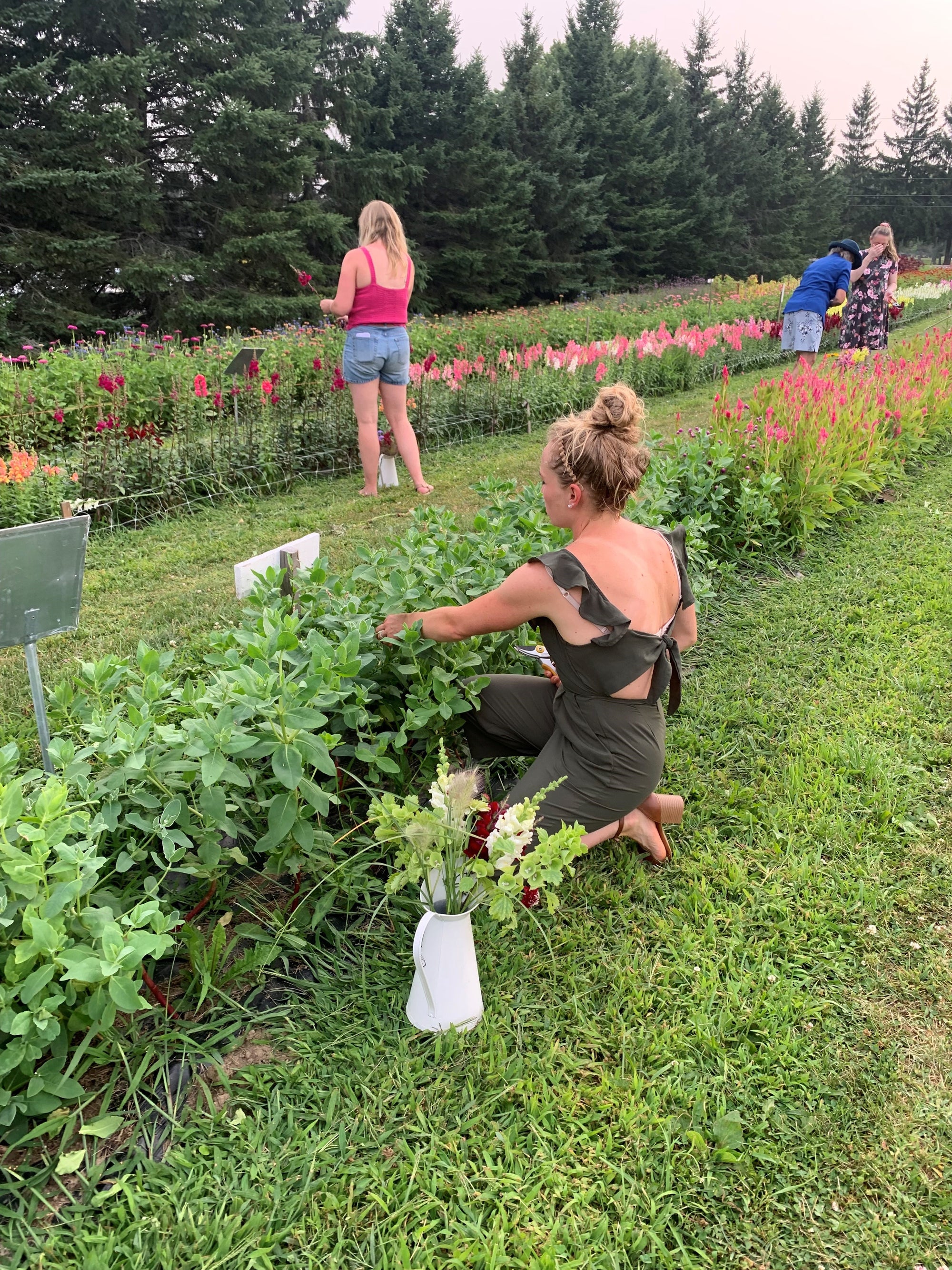 'FLOWER HAPPY HOUR' , BRING YOUR OWN VASE  evening in the Flower Fields .. RAIN DATE CHANGE  NOW ThursdayJuly 30th 5:30 -7:30 pm