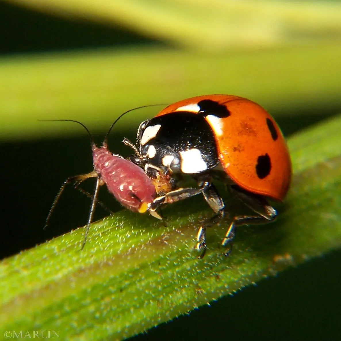 Ladybugs for your Garden - 500 count  Hippodamia convergens PREBOOK!