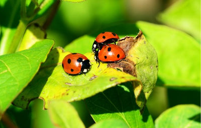 GOOD BUGS IN THE GARDEN -  Natural  Insect  Collection 2026