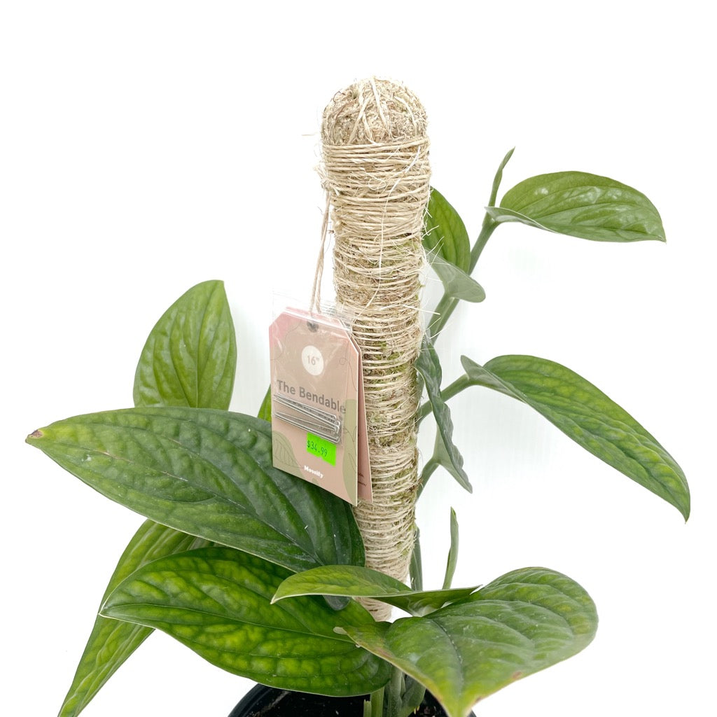 mossify bendable moss pole Mossify Bendable Moss Poles