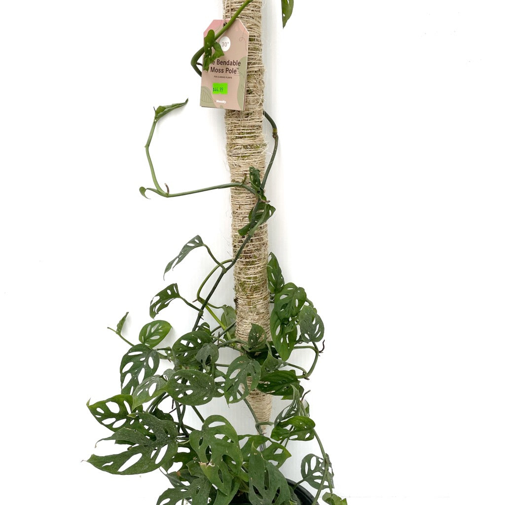 Mossify Bendable Moss Poles