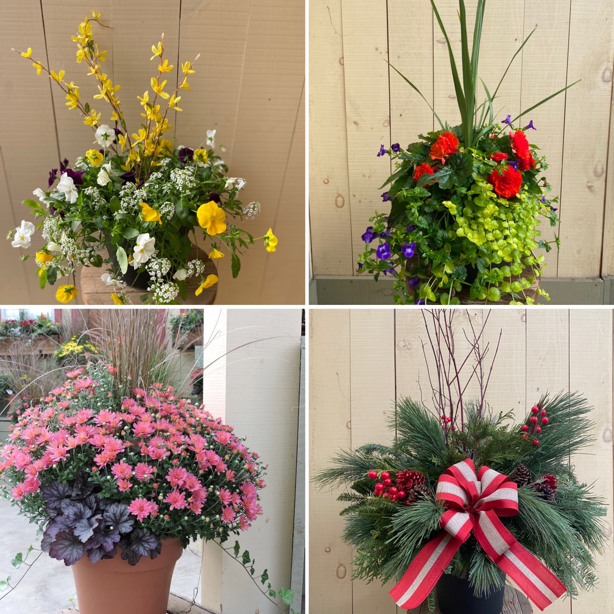 Sun Harvest Porch Pot Membership