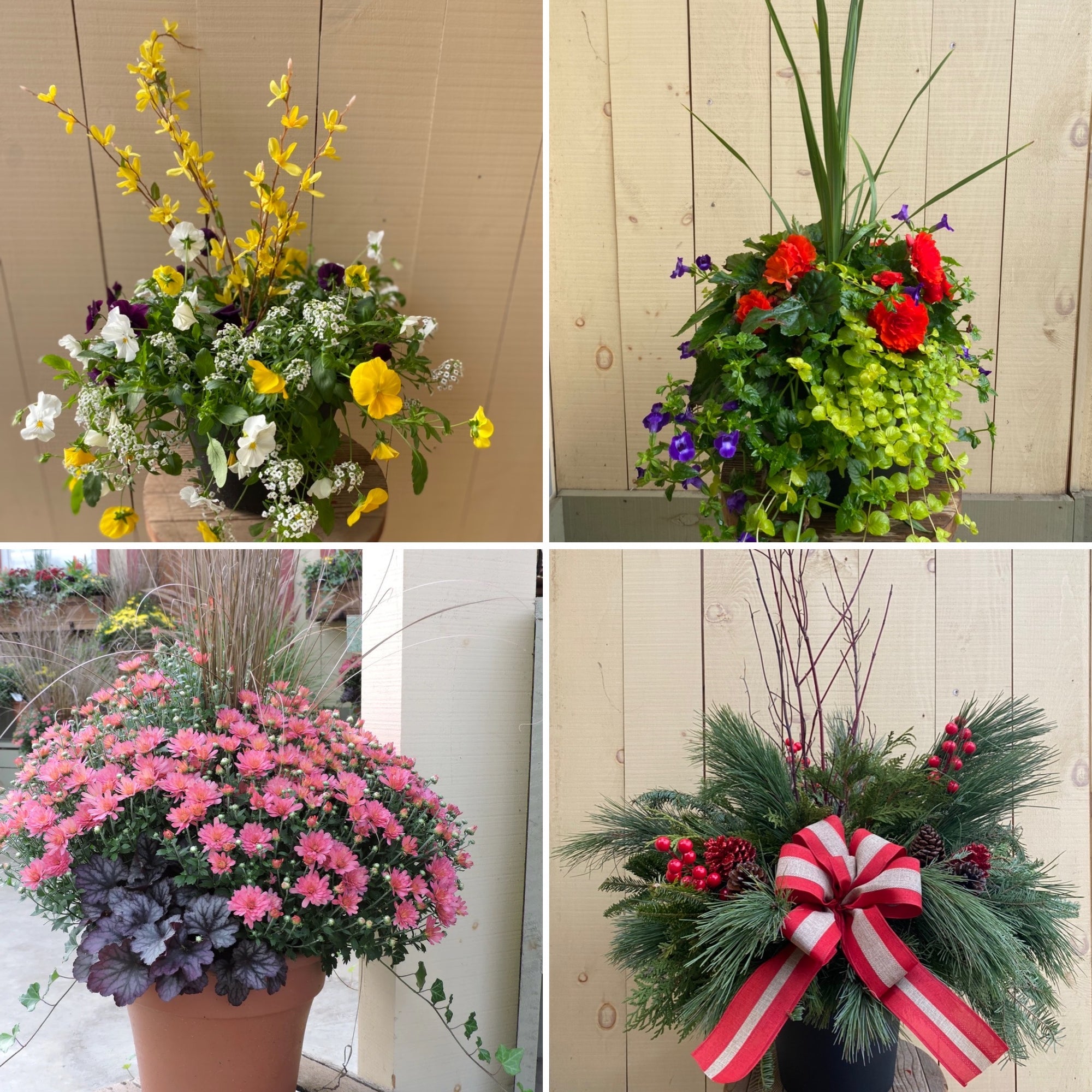 Sun Harvest Porch Pot Membership