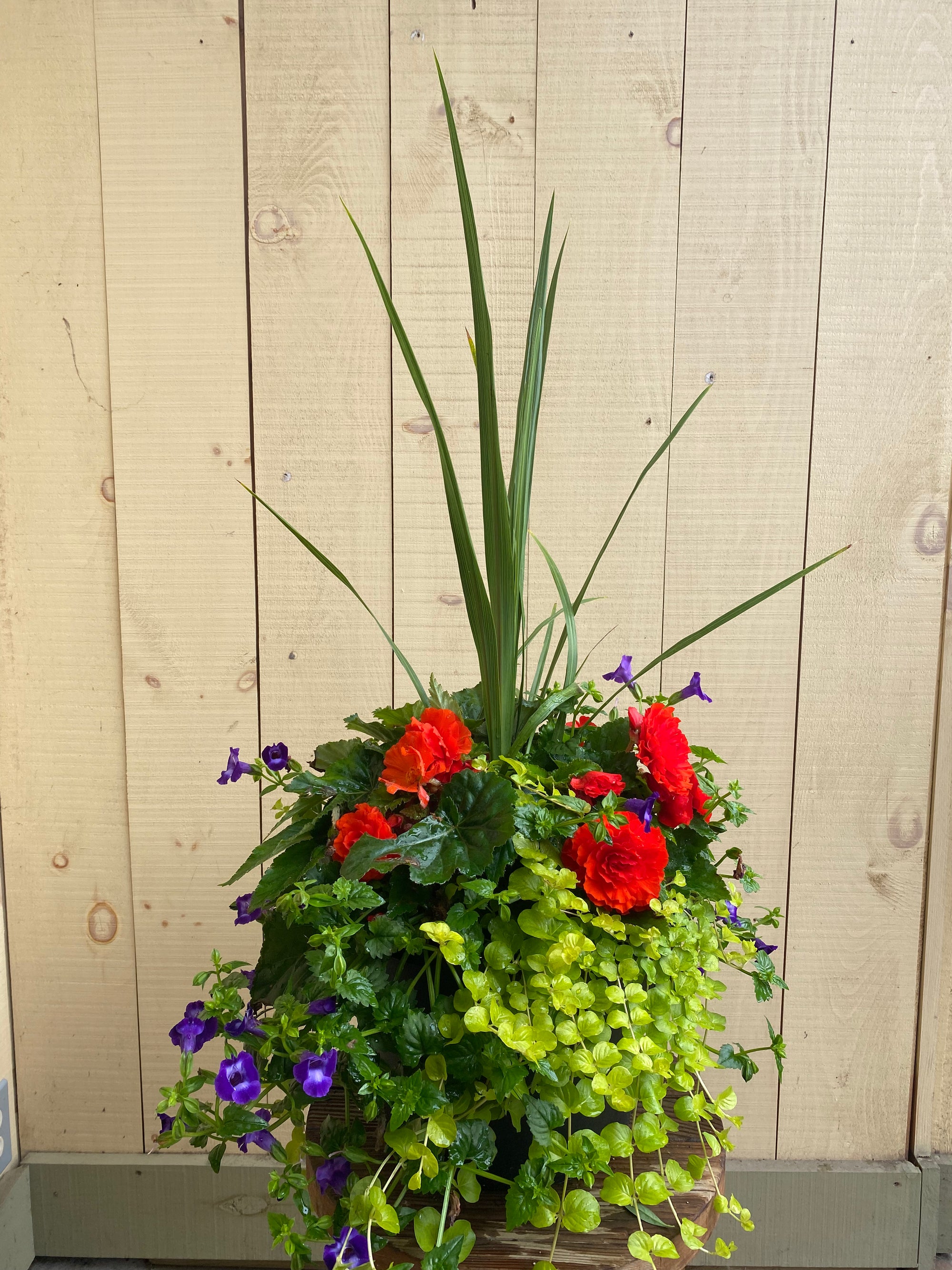 Sun Harvest Porch Pot Membership