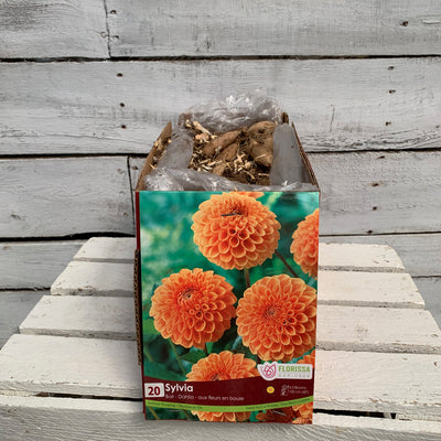 Dahlia Tubers  FOR PREBOOK!