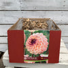 Dahlia Tubers  FOR PREBOOK!