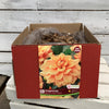 Dahlia Tubers  FOR PREBOOK!