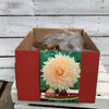 Dahlia Tubers  FOR PREBOOK!