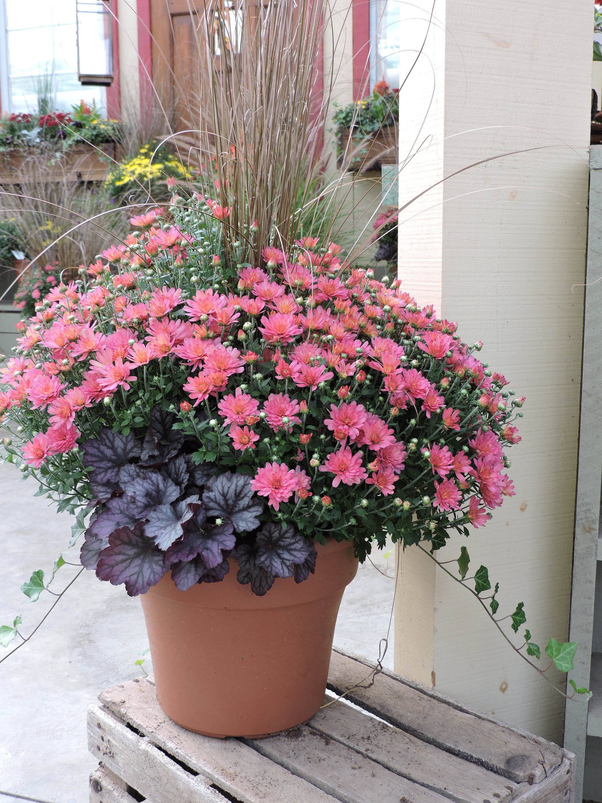 Sun Harvest Porch Pot Membership