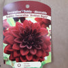 Dahlia Tubers  FOR PREBOOK!