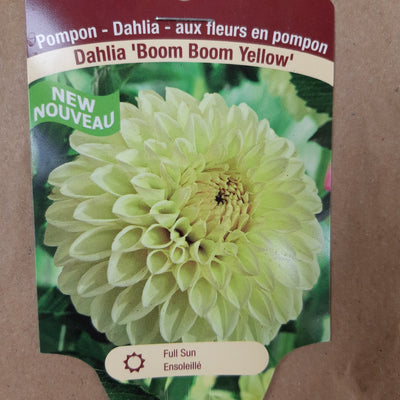 Dahlia Tubers  FOR PREBOOK!