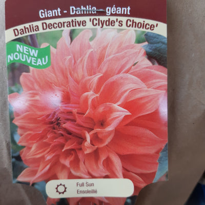 Dahlia Tubers  FOR PREBOOK!