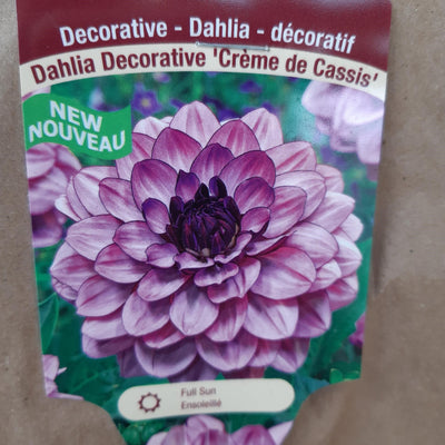 Dahlia Tubers  FOR PREBOOK!