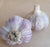 Seed Garlic- 1.5 lbs (Music Variety)