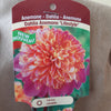 Dahlia Tubers  FOR PREBOOK!