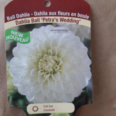 Dahlia Tubers  FOR PREBOOK!