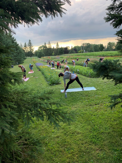 Yoga in the  FLOWER FIELDS Wednesday evenings for the month of August!
